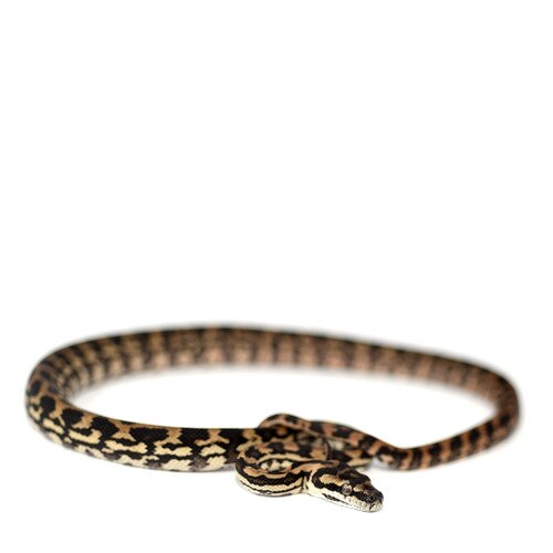 Irian Jaya Carpet Python Monkfield Reptile